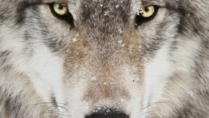 El lobo blanco y el lobo negro: ¿Cuál alimentas tú?